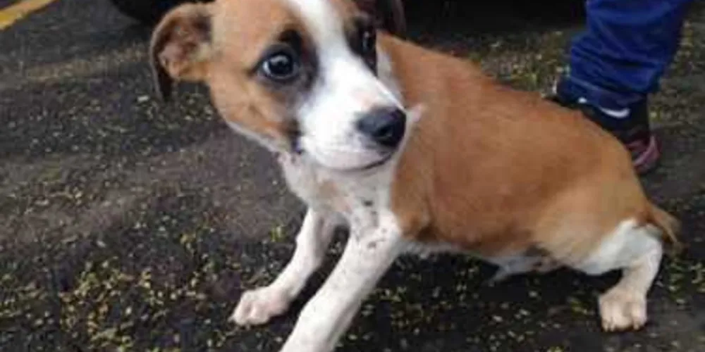 Imagem ilustrativa da imagem Idoso suspeito zoofilia é preso no PR