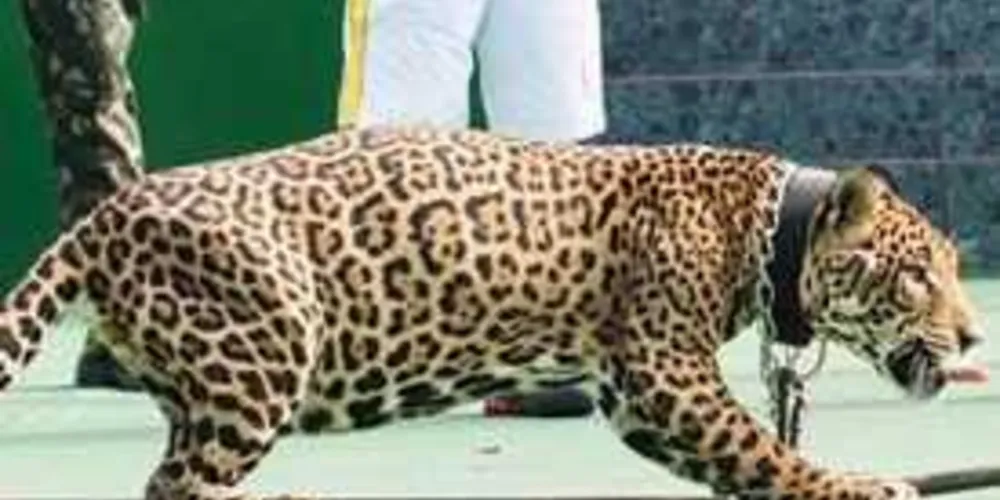 Onça foi abatida após participar de celebração