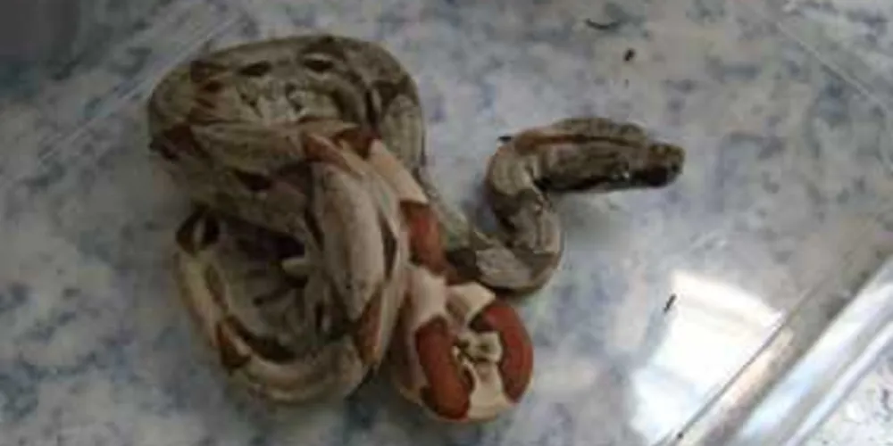 Cobras foram interceptadas em Pinhais