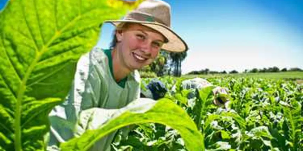 Anuário terá como foco o agronegócio nos campos Gerais