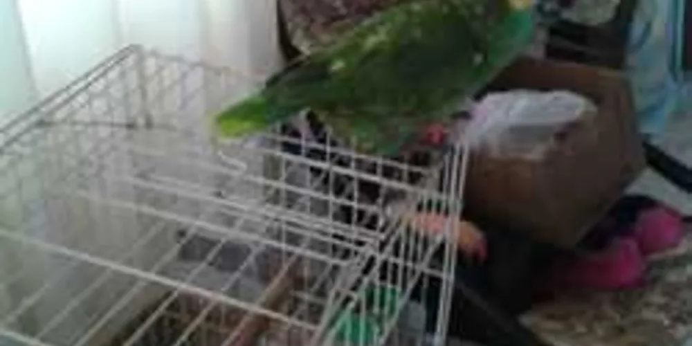 Papagaio foi apreendido na Chapada