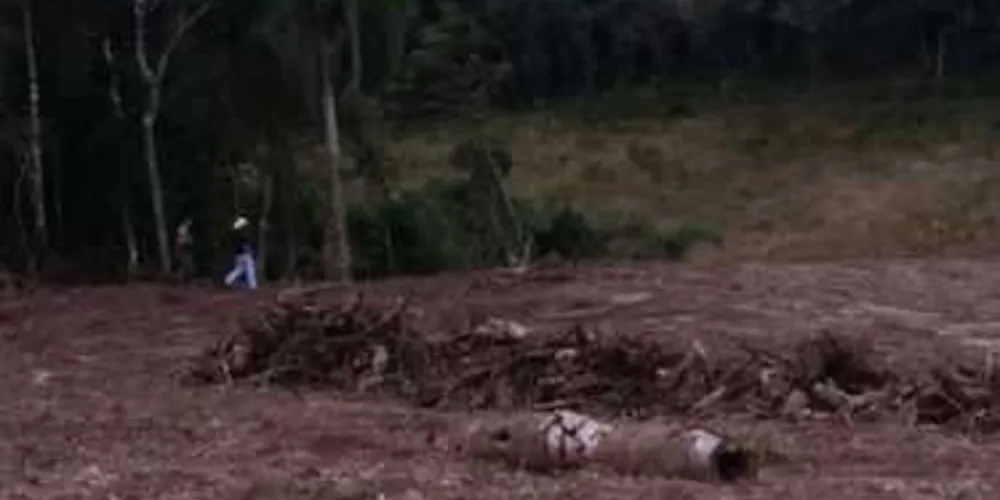 Área de mata destruída foi localizada pela Polícia Ambiental
