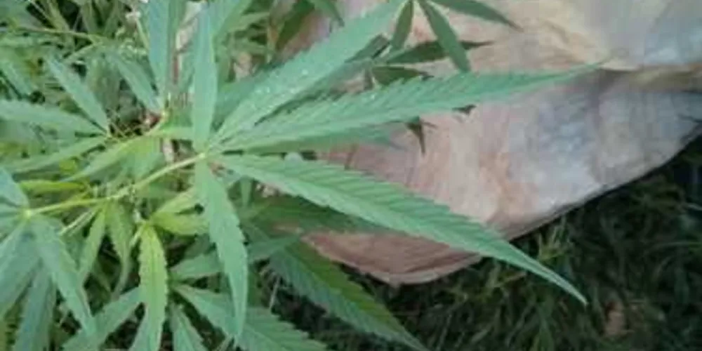 Imagem ilustrativa da imagem PM localiza plantas de maconha em Palmeira