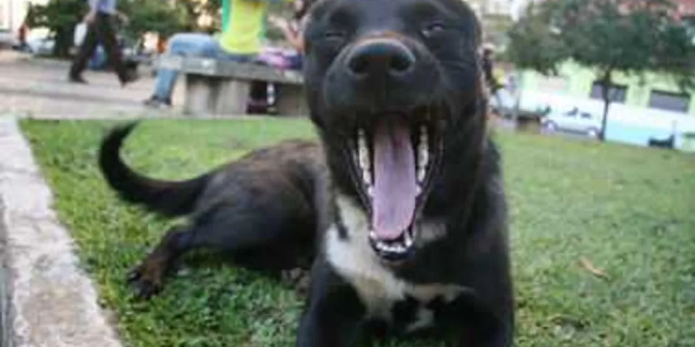 Imagem ilustrativa da imagem PG pode ter dia pela defesa dos direitos dos animais