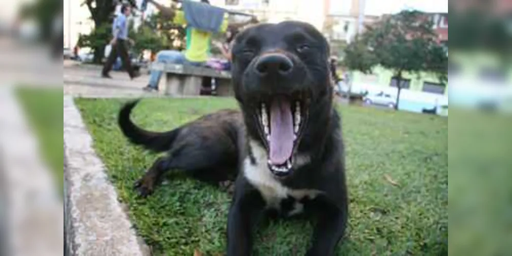 Imagem ilustrativa da imagem PG pode ter dia pela defesa dos direitos dos animais