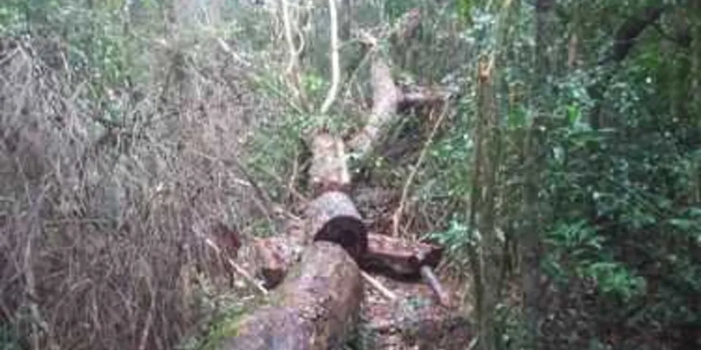 Polícia Ambiental localizou área desmatada em Ipiranga