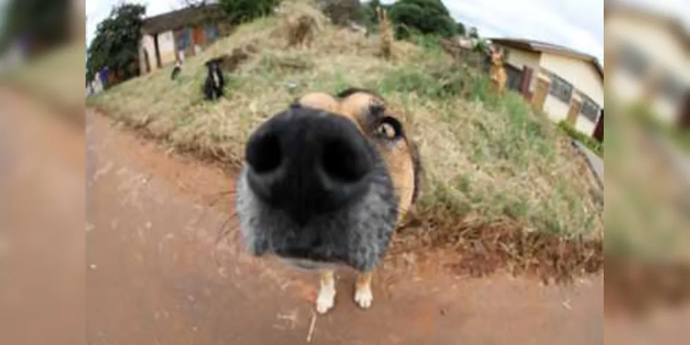Prefeitura tem como meta castrar pelo menos 3 mil animais anualmente