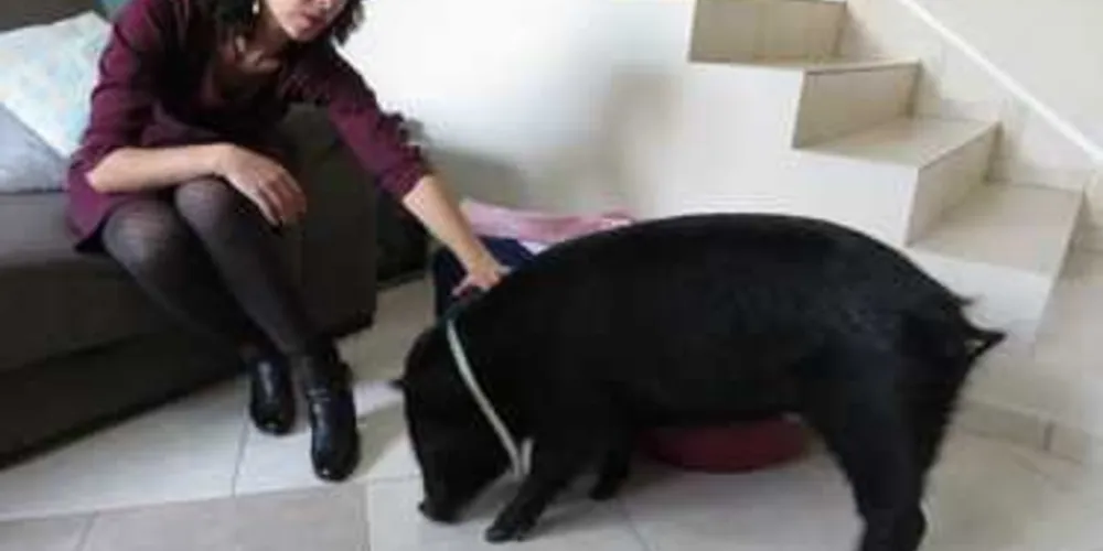 Amora. Esse é o nome da porca que vive na casa da jornalista Alíne Duarte Geraldo. E a vida que ela leva é de dar inveja