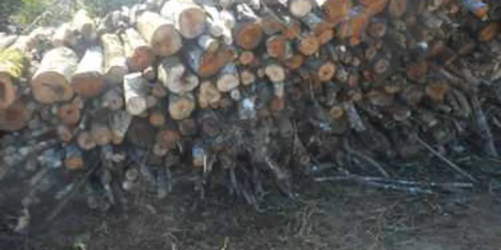 Lenha de árvores derrubadas foi armazenada em Ipiranga