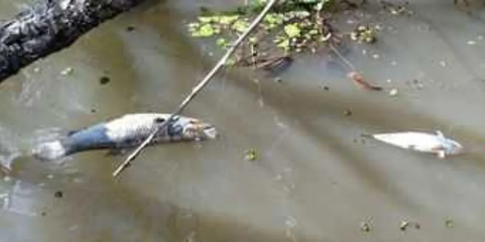 Animais foram encontrados mortos dentro de rio