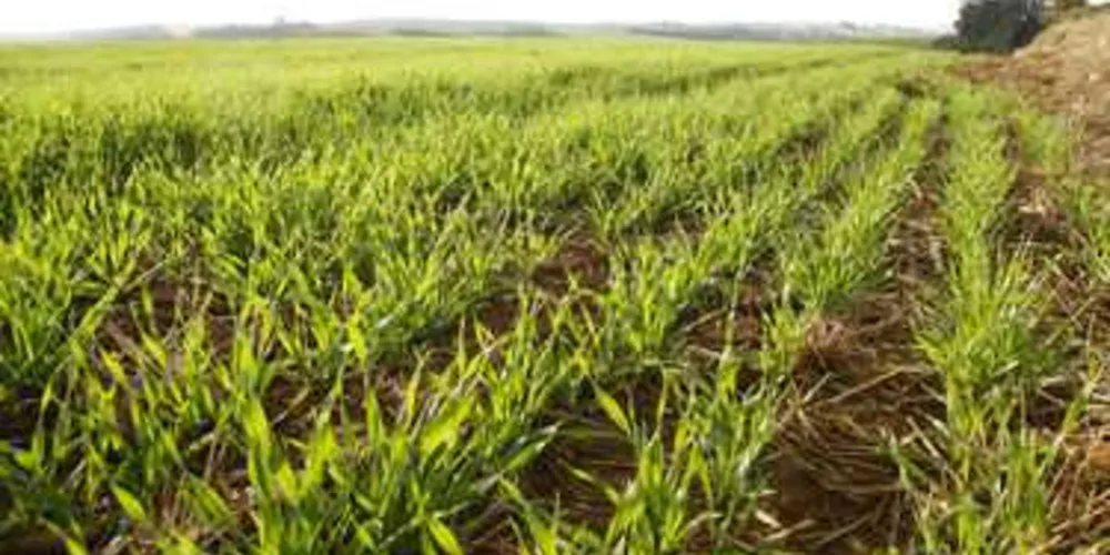 Plantio dos cultivos de inverno foram concluídos há duas semanas