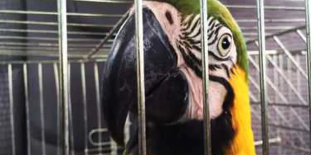 Projeto visa adoção de animais apreendidos em situação de risco
