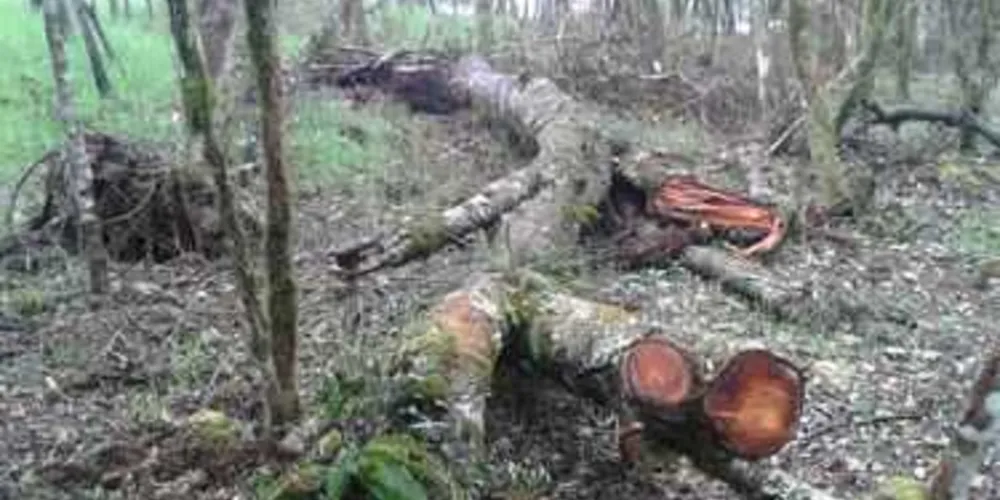Mata foi destruída no interior de Palmeira