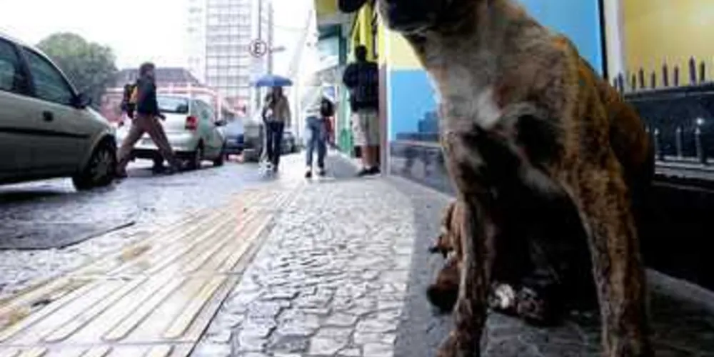 Imagem ilustrativa da imagem Lei obriga Prefeitura de PG a oferecer medicamento após castração de animais