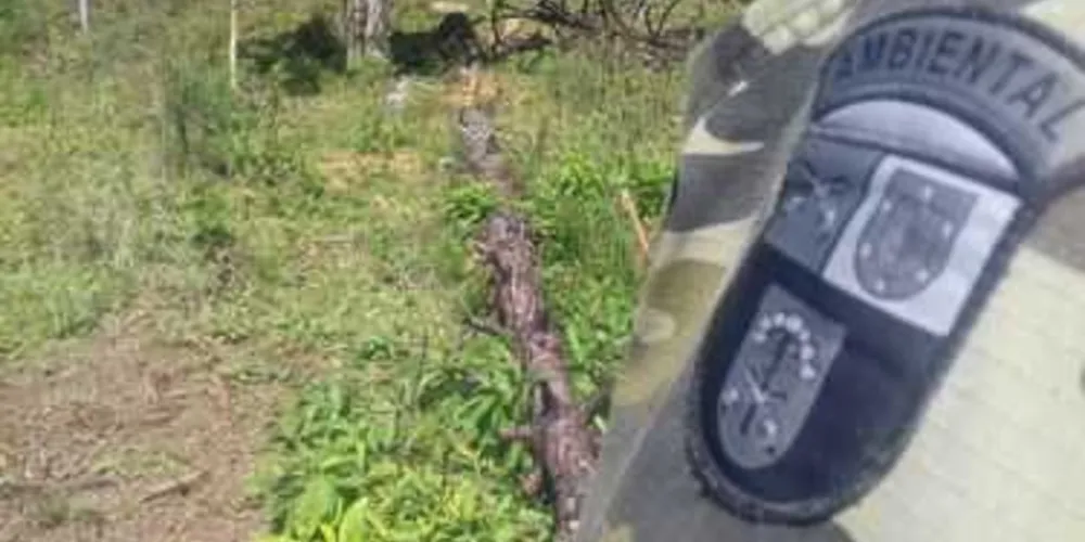 Área desmatada foi localizada em Castro