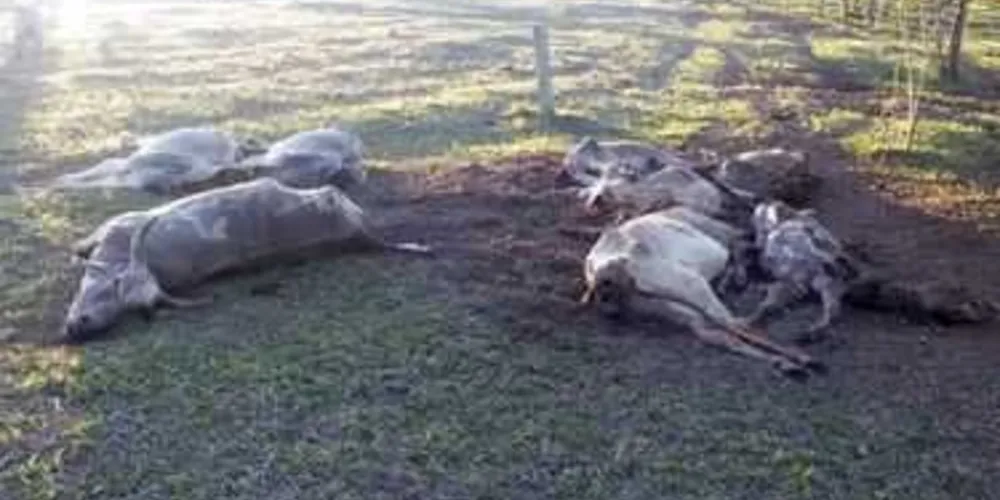 Imagem ilustrativa da imagem Falta de pasto aumenta número de bois mortos pela fome no PR