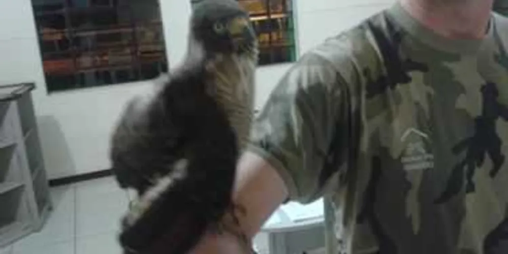 Animal foi capturado em Palmeira