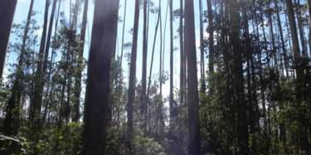 O Paraná conta com uma área plantada de florestas de aproximadamente 1,1 milhão de hectares