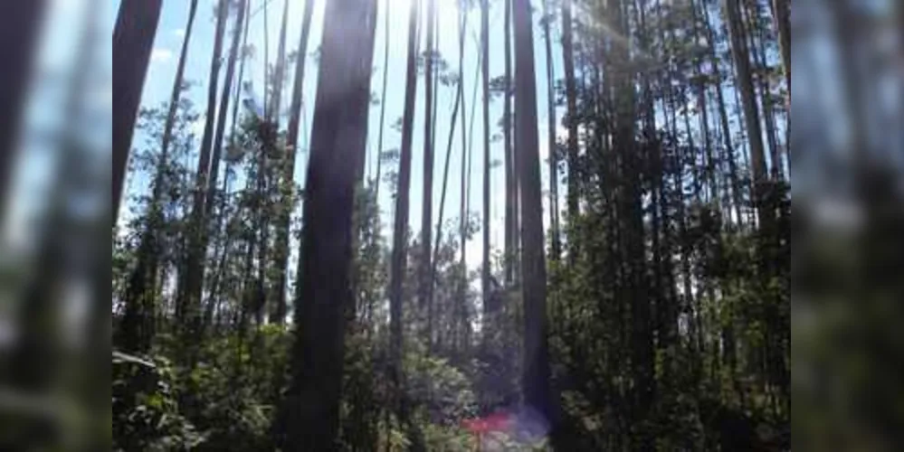 O Paraná conta com uma área plantada de florestas de aproximadamente 1,1 milhão de hectares