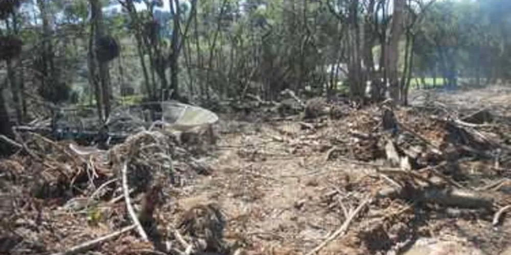 Árvores foram derrubadas no interior de Carambeí