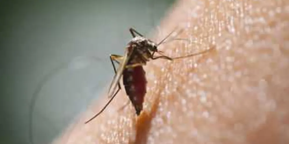 Imagem ilustrativa da imagem Cientistas concluem que pernilongo não transmite o Zika