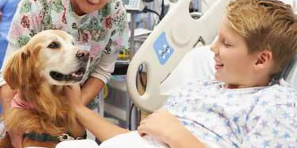 Imagem ilustrativa da imagem PR aprova visitação de animais a pacientes em hospitais