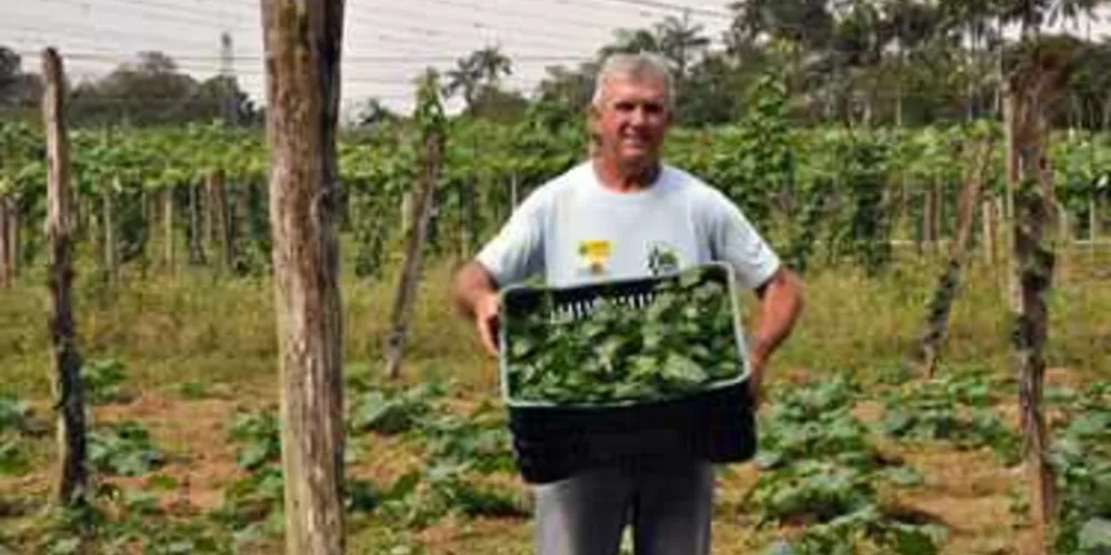 Imagem ilustrativa da imagem Crédito ajuda agricultores a retomar produção