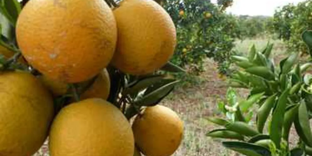 Imagem ilustrativa da imagem PR aposta em frutas e leite para diversificar produção rural