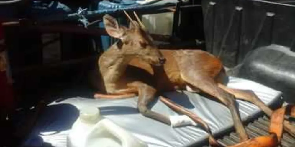Animal foi levado até uma clínica veterinária