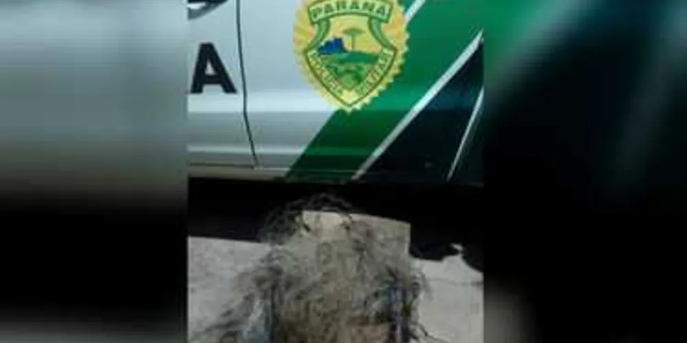 Imagem ilustrativa da imagem Polícia flagra pesca predatória em Palmeira
