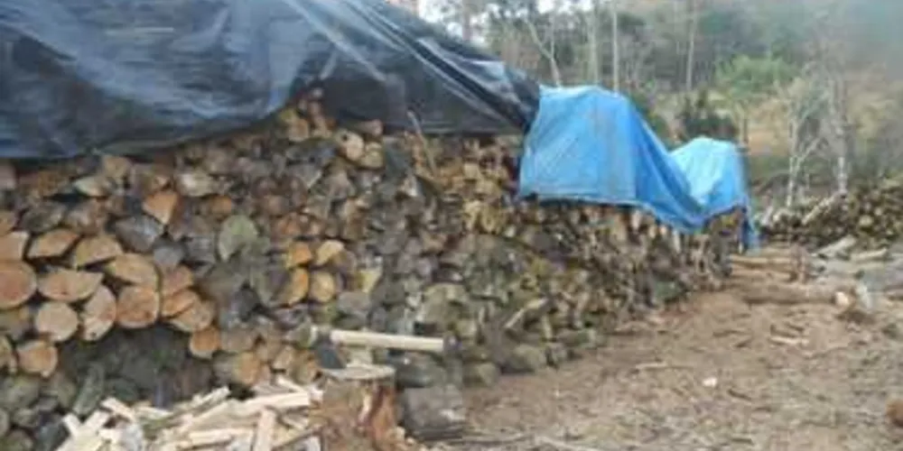 Madeira proveniente de corte está armazenada em propriedade