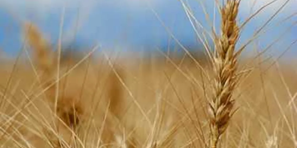 Queda no preço do trigo gera preocupação nos produtores