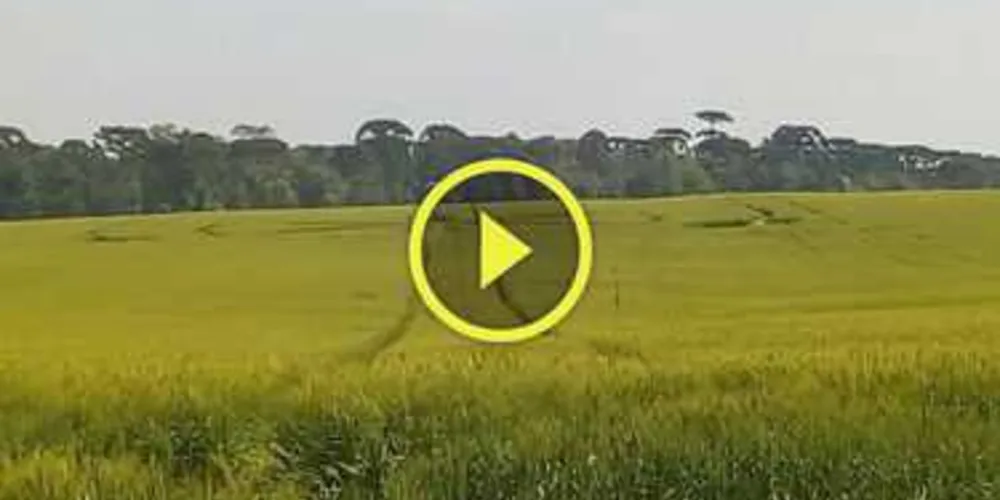 Imagem ilustrativa da imagem Sinais em plantação de Prudentópolis intrigam população