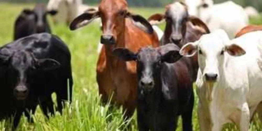Imagem ilustrativa da imagem Ladrões furtam 13 cabeças de gado em fazenda na região