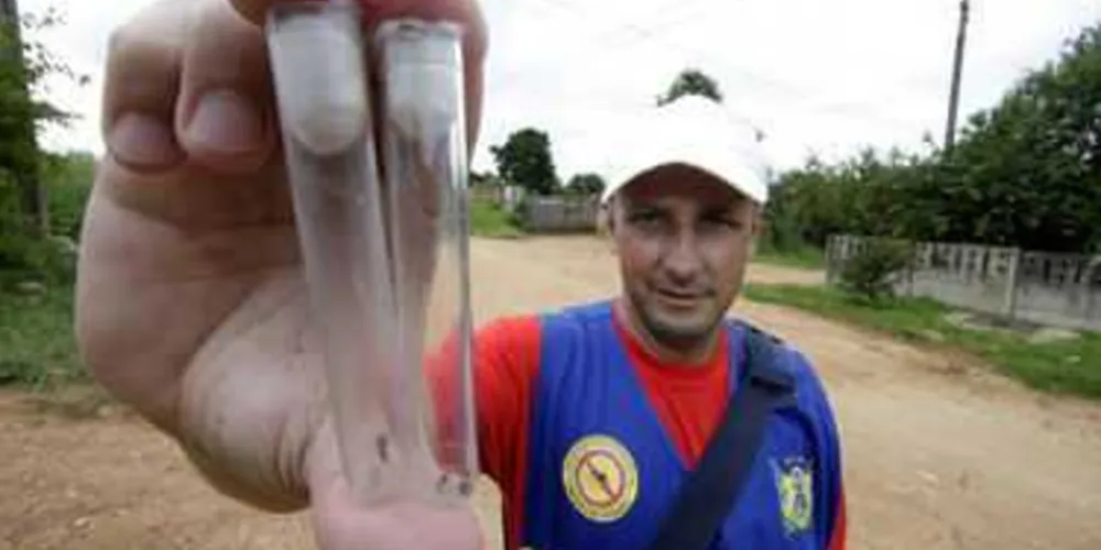 Aedes aegypti é o mosquito transmissor da doença