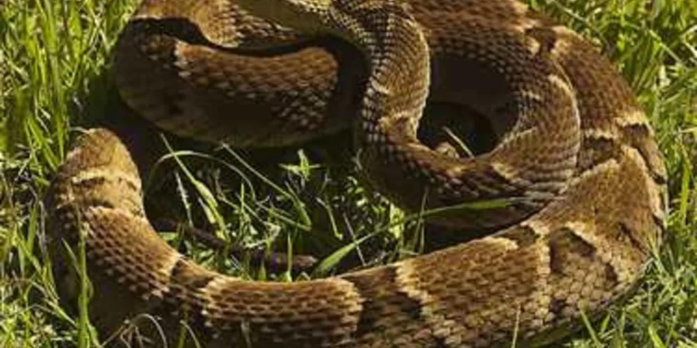 Animal mordeu o calcanhar da vítima