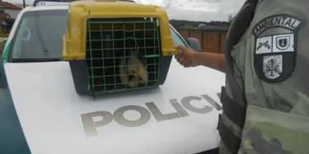 Polícia Ambiental resgatou o animal na manhã de quinta-feira