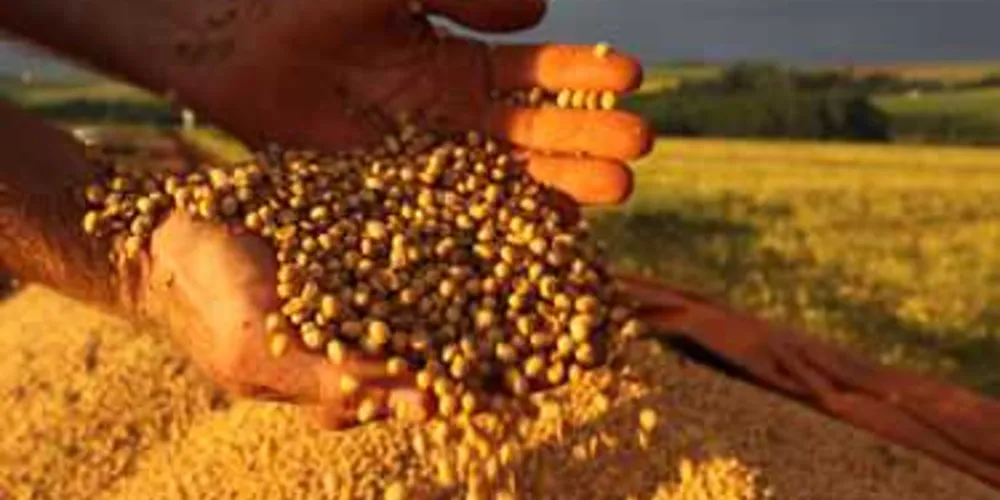Paraná lidera a exportação de sete produtos