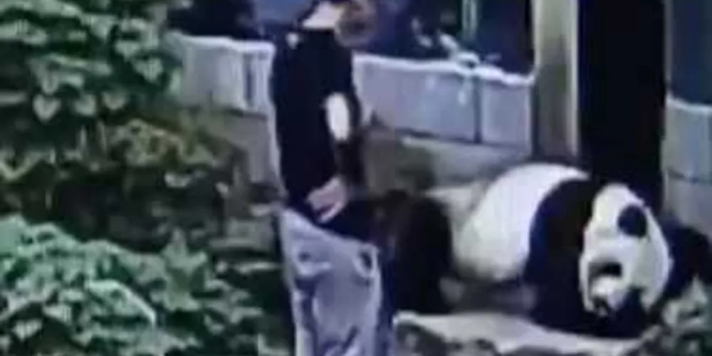 Vídeo flagrou momento que rapaz invade zoológico