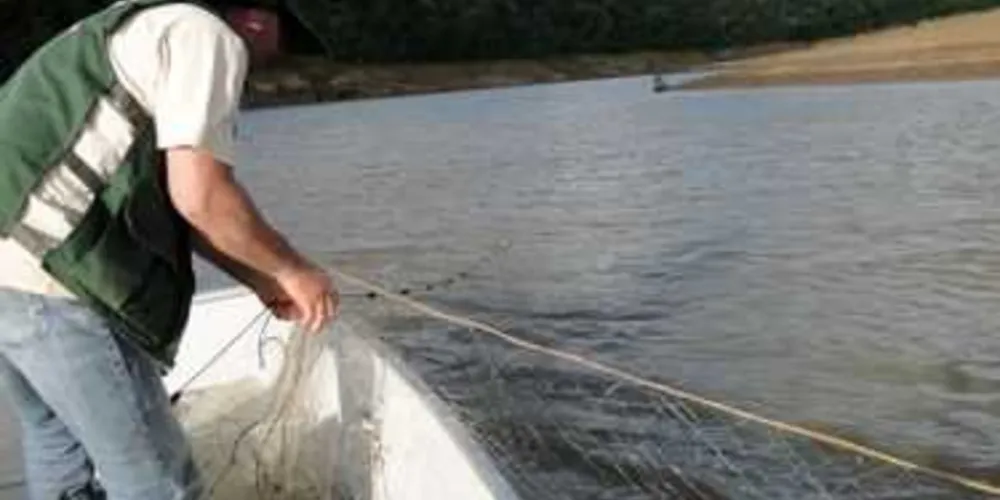 Imagem ilustrativa da imagem Proibição de pesca a espécies nativas começa terça no PR
