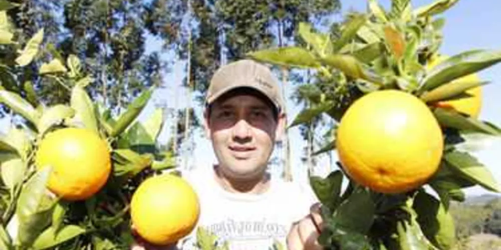 Imagem ilustrativa da imagem Paraná lança benefício para melhorar a vida dos pequenos agricultores