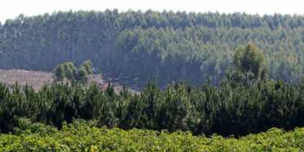 Imagem ilustrativa da imagem Região se destaca como o 2° maior polo madeireiro