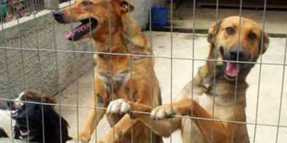 Imagem ilustrativa da imagem Nota Paraná ajuda instituições a cuidar de animais abandonados