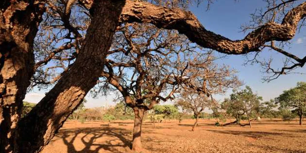 Imagem ilustrativa da imagem Mudanças climáticas já prejudicam brasileiros