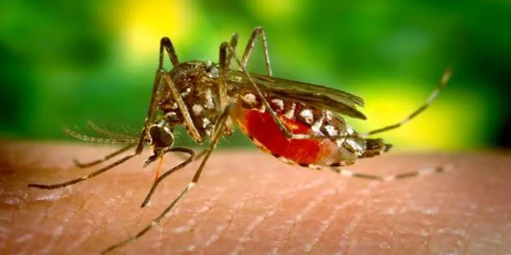 Imagem ilustrativa da imagem Água sanitária ajuda no combate à larva do Aedes aegypti