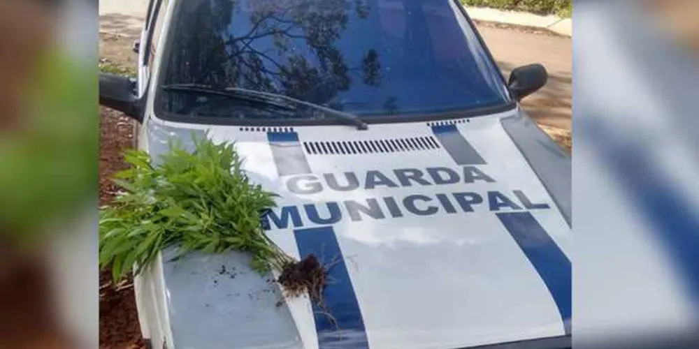 Guarda Municipal retirou os pés de maconha do local.