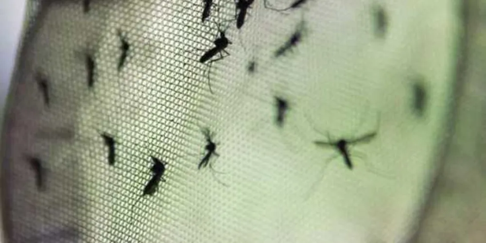 Já foram registrados 138 mortes pela doença neste ano