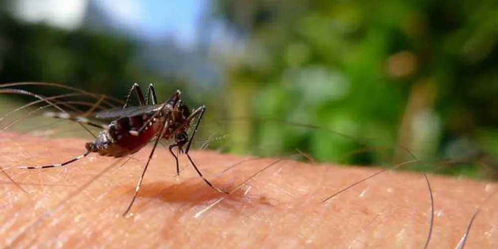 Imagem ilustrativa da imagem 855 cidades estão em situação de alerta ou risco de surto do Aedes