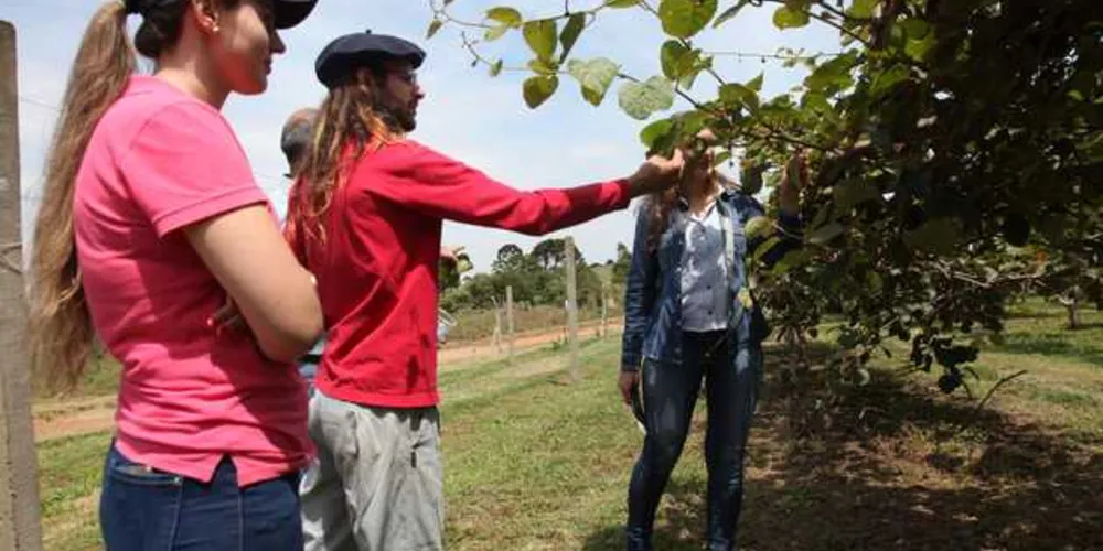 Imagem ilustrativa da imagem Fruticultura é fomentada em Dia de Campo da UEPG
