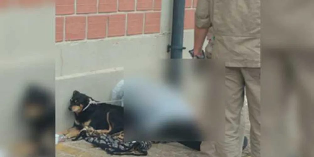 Imagem ilustrativa da imagem Cachorro fica ao lado de morador de ruas após sua morte
